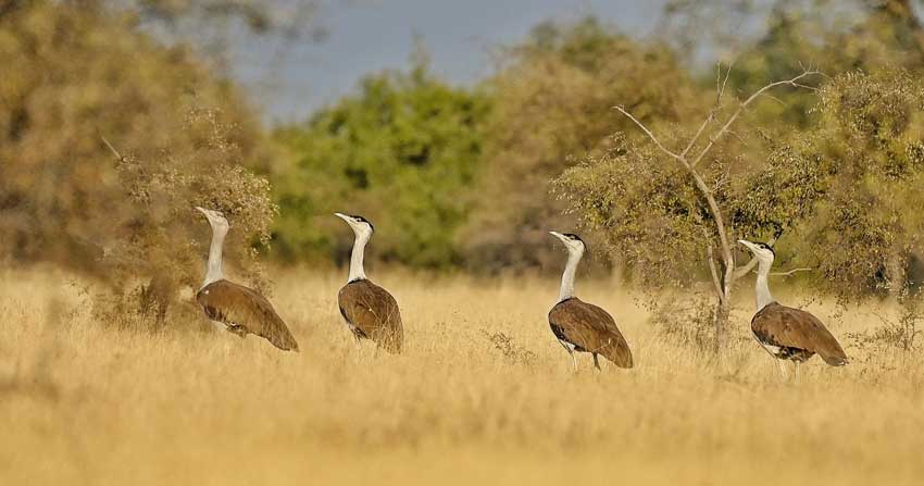 jaisamer-wildlife